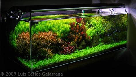 Dutch Style Aquascape Design - Nature Aquariums