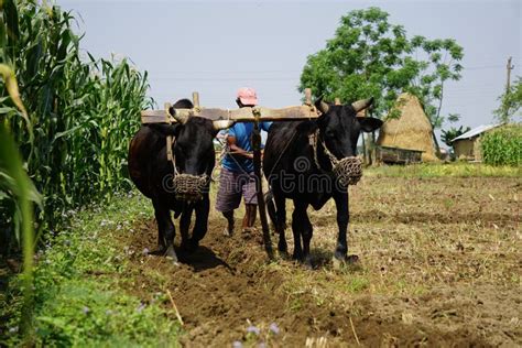 Farmer Ploughing the Field from Nepal Stock Photo - Image of bovine ...