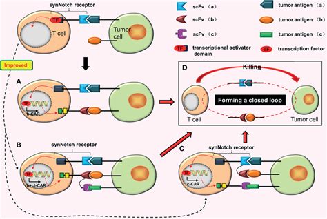 And Gate Cars A When The Synnotch Receptor Binds To Tumor Antigen