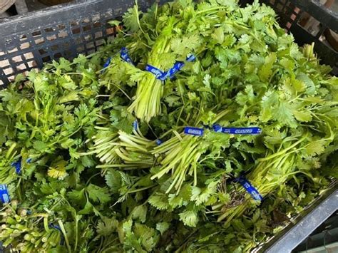 Se Eleva Precio De Cilantro Hasta Pesos Por Kilo El Otro Enfoque