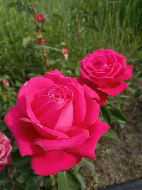 PlanetalsadРоза ч-г «Sophia Loren»: фотогалерея сорта - Planetalsad