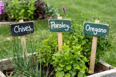Fresh herbs growing in garden with labels identifying chives, parsley