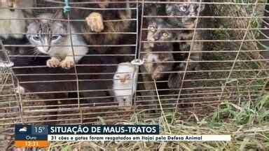 Jornal do Almoço SC Blumenau Defesa Animal resgata 31 animais em