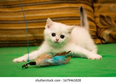 Spread Pussy Images Stock Photos Vectors Shutterstock