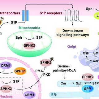 Role of sphingosine kinase (SPHK)-mediated sphingosine 1-phosphate ...