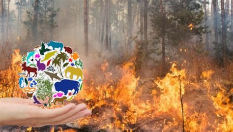 Wildfires And The Threat To Earths Biodiversity Socialist Project