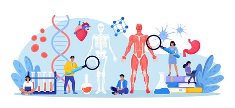 people studying anatomy  male muscular system  skeleton