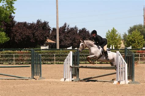 Leopard Appaloosa Pony of the Americas Jumping by HorseStockPhotos on ...