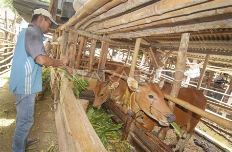 PEMANFAATAN DANA KUR UNTUK TERNAK SAPI ANTARA Foto