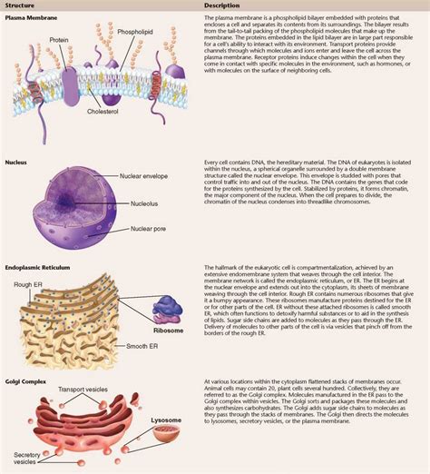 Eukaryotic Cell Structure And Function