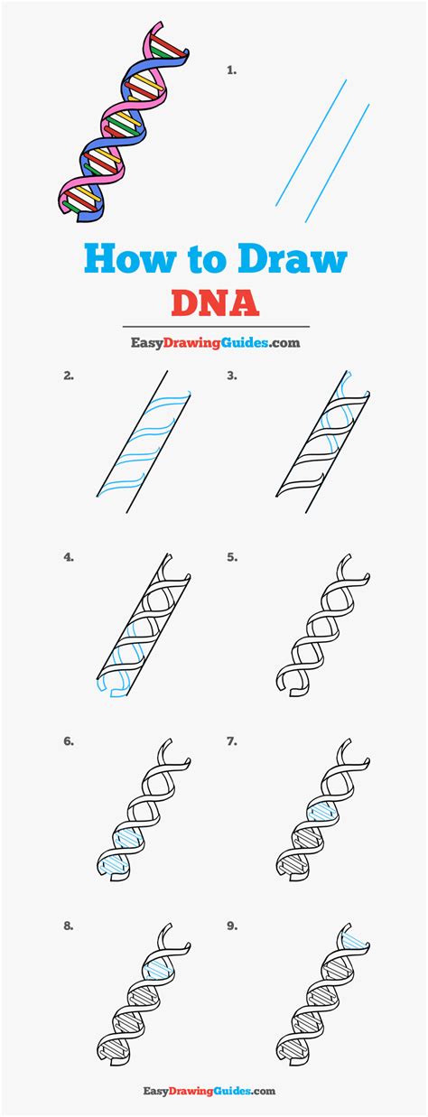 How To Draw Dna Double Helix Structure Off