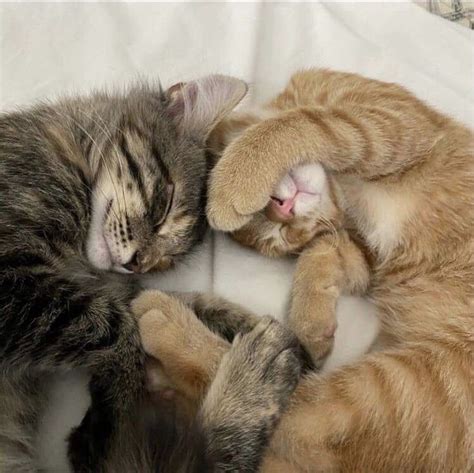 Two Kittens Are Playing With Each Other On The Bed Together And One Is