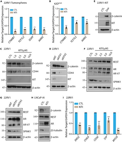 An Integrative Proteomics Approach Identifies Tyrosine Kinase Kit As A