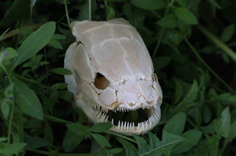 Bowfin Fish Skull Freyjas Forest