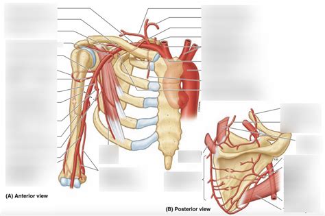 Label Axillary Artery Diagram Quizlet