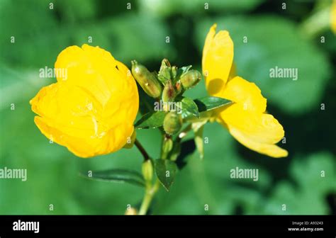 Oenothera Biennis Common Evening Primrose Evening Star Stock Photo