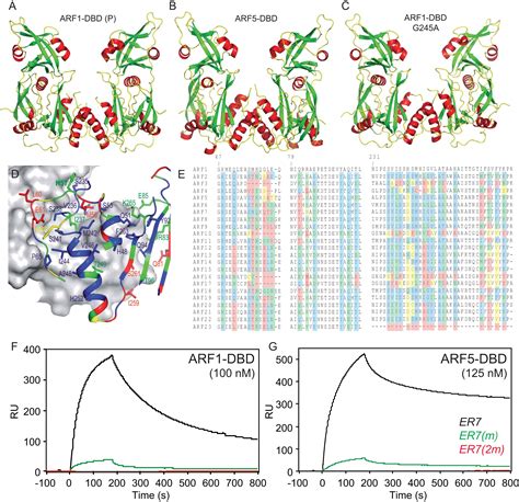 Structural Basis For DNA Binding Specificity By The Auxin Dependent ARF