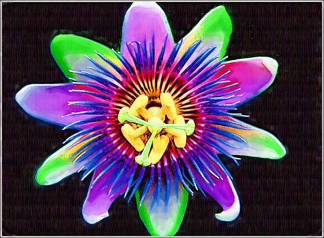 All This Is That: Flower #52 - Passion Flower