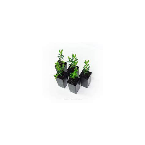 Buxus harlandii – Divine Plants Online Shop
