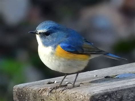 ルリビタキは幸せの青い鳥？瑠璃色の羽を持つかわいい小鳥の特徴と魅力 ネイチャーエンジニア いきものブログ