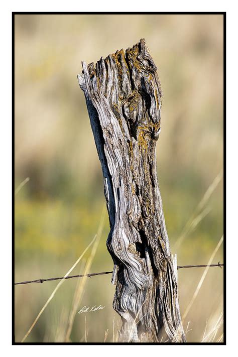 Gnarly Beautiful Photograph By Bill Kesler Fine Art America