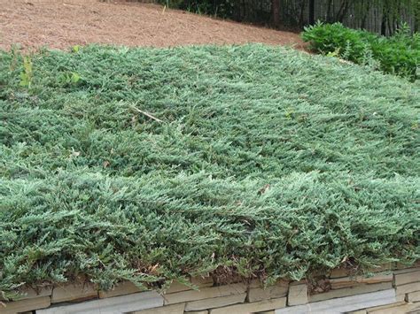 Creeping Juniper | Coniferous Forest