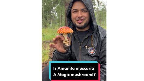 Amanita Muscaria YouTube