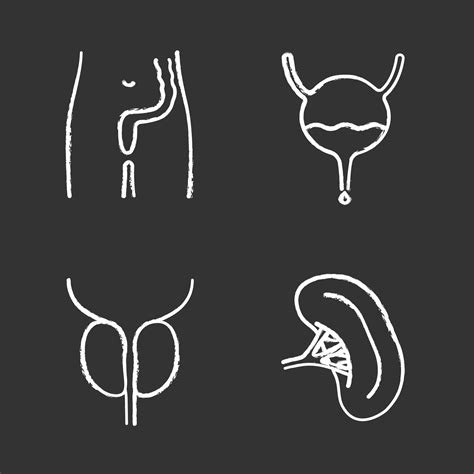 Internal Organs Chalk Icons Set Rectum And Anus Urinary Bladder