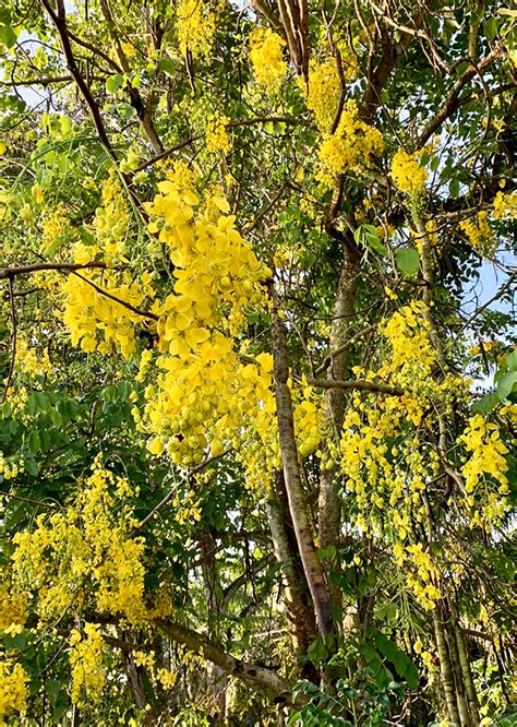 Cassia Fistula