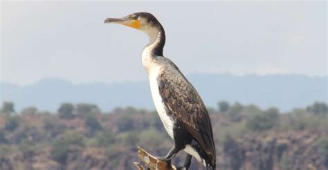 Nocne Safari Ptasie Nad Jeziorem Baringo Z Nairobi GetYourGuide