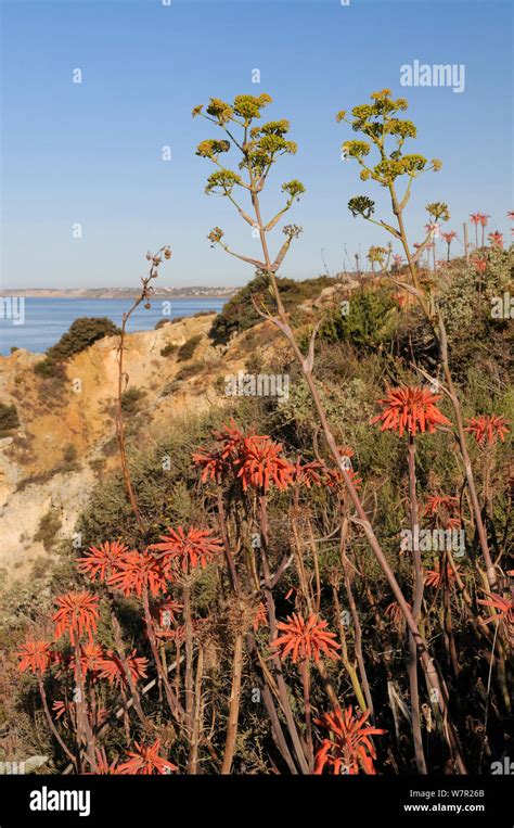 Soap Aloe Aloe Maculata Saponaria And Giant Fennel Ferula Communis