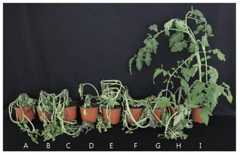 Pathogen Profile: Ralstonia solanacearum | Healthy Hydroponics 