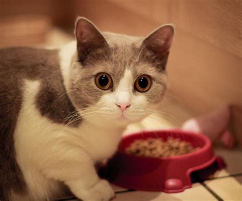 C Mo Hacer Comida Casera Saludable Para Mi Gato Pasos