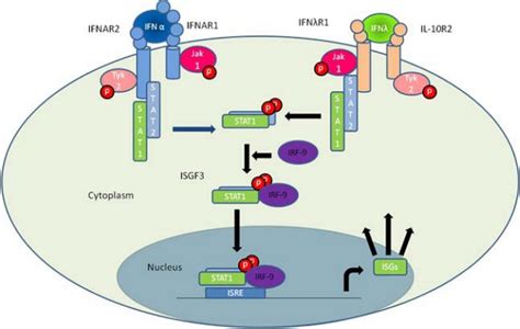 The Main Pathway Of Type I And Type Iii Interferon Induced Gene Download Scientific Diagram