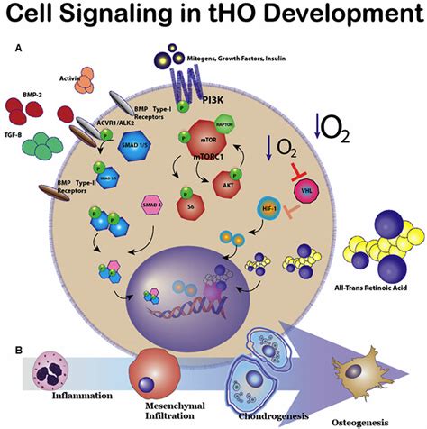 Cell Signaling in tHO: (A) Cell signaling pathways implicated in ...