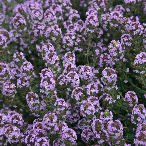 Creeping Thyme Country Bumpkin Plant Nursery