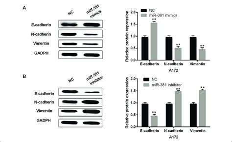 Overexpression Of Mir Inhibited Emt In Glioblastoma Cells A B