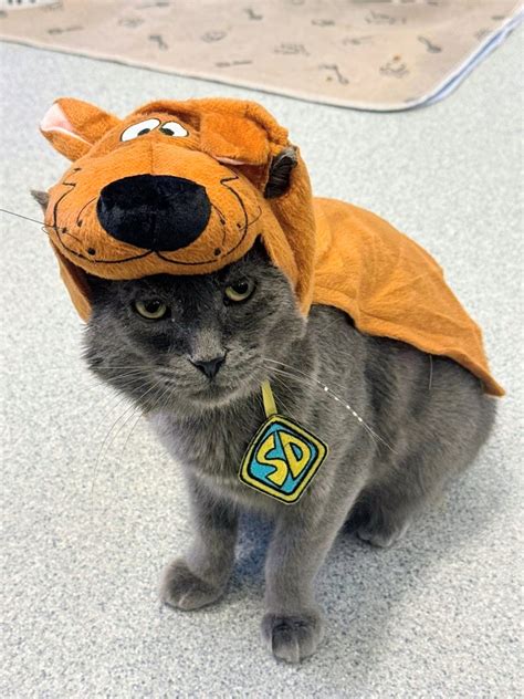 Heartland Animal Shelter - It's #nationalfosterapetmonth @petcolove