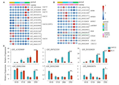 Expression Patterns Of Genes In The NAC MYB CESA Network A Heat