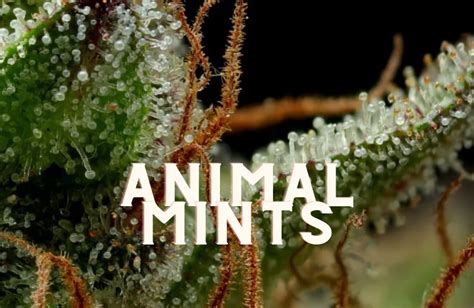 Animal Mints Strain Seeds - Get More Anythink's