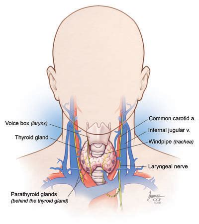 Parathyroid Surgery