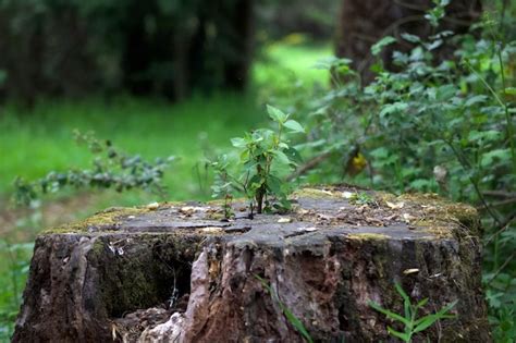 Un Toc N De Rbol Con Una Peque A Planta Que Crece Fuera De L Foto