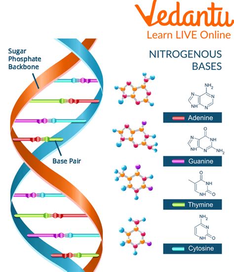 Dna Structure Fact Learn Important Terms And Concepts