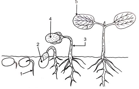 Goyal Brother Seed Structure Types And Germination Icse Class 9 Biology