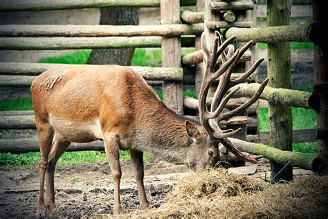 Trapped Deer Stock Photos Pictures And Royalty Free Images Istock