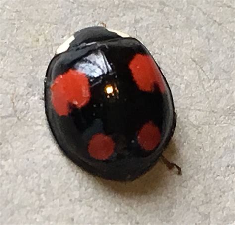 Swarms of std carrying black ladybirds arrive in uk everything you need