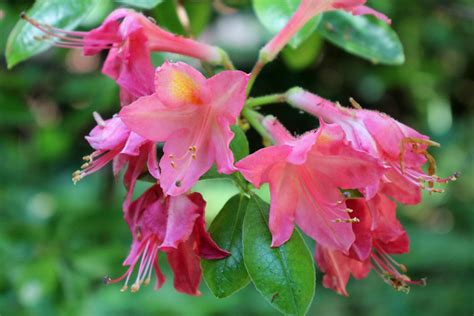 Rhododendron Viscosa Hybrid Rosata Bg Meise Ruud De Block Flickr