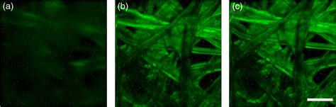 Multiphoton Imaging Microscopy At Deeper Layers With Adaptive Optics