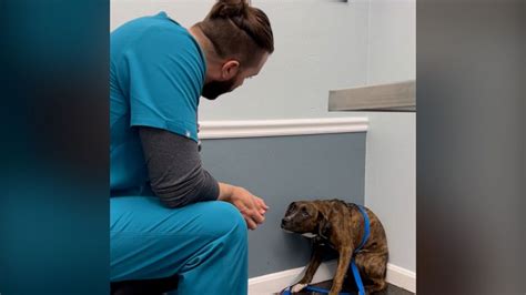 The story behind viral video of vet building trust with scared dog | GMA