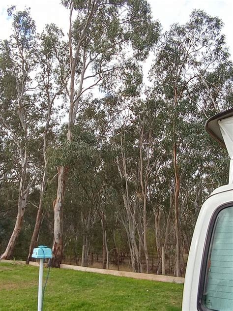 Nhill Caravan Park 2023 Campground Prices And Reviews